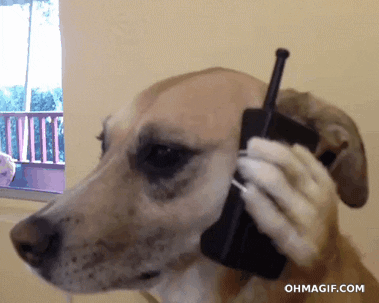 dog answering phone